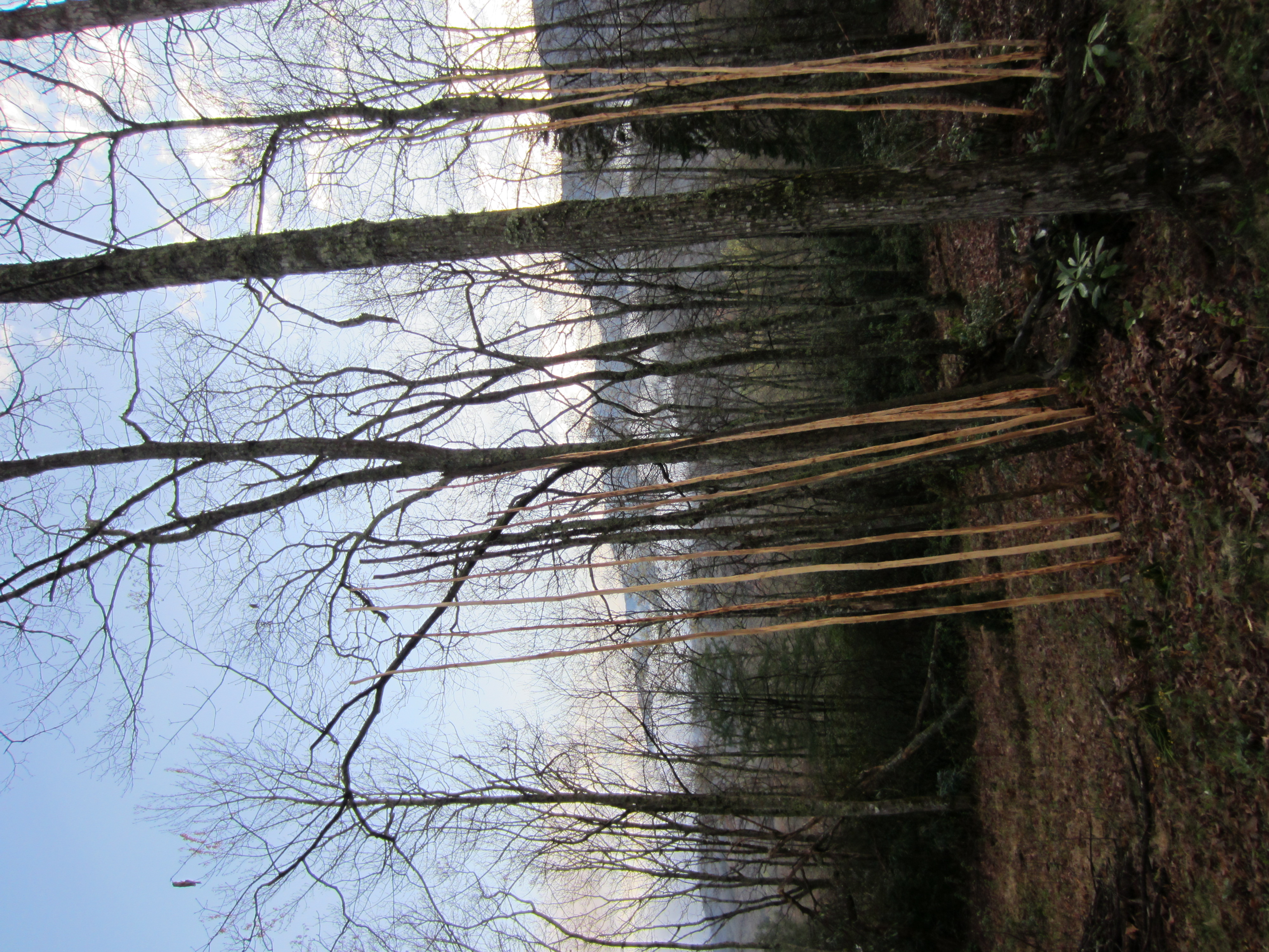 Tipi poles curing in sun.